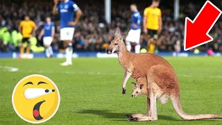 7 Rare Animals Entering the Football Field (PART 2)