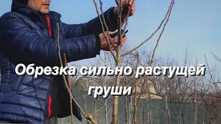 Обрезка груши сильно растущей вверх