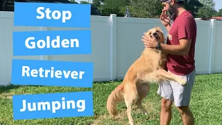 Train Your Golden Retriever To Stop Jumping (3 Easy Steps)
