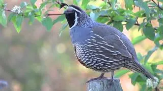 California Quail