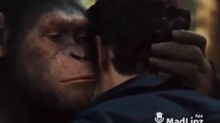 El planeta de los simios video gracioso