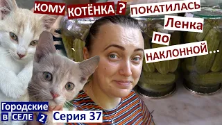 37 серия / Кому котёнка отдать? / консервируем огурцы / что такое июль? / вареники из смородины /