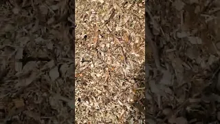 Woodchips are Great for Gardening but Not Right Away!