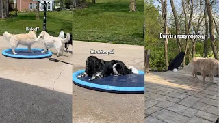 Golden Retriever Hogs The Splash Pad