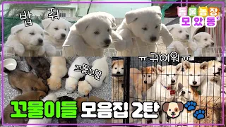 [#모았동물농장] 심장에 해로운 꼬물이들🐾 모음집 2탄💕 다 같이 모여 있으면 더 더 더 귀여운 아기 강아지🐶들 모음집 #TV동물농장 #AnimalFarm #SBSstory