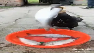 Bird swallows fish whole in a matter of seconds