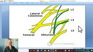 Musculo-skeletal Module ,Anatomy of Lower Limb in Arabic 19 ( Lumbar  plexus ) Wahdan