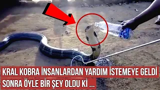 Kral Kobra Yılanı İnsanlardan Yardım İstemeye Geldi, Sonra Öyle Bir Şey Oldu ki