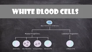 Types of White Blood Cells (Leukocytes) | Cell Biology