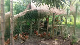 Tour Farm Backyard Free Range Chicken and Development |Heritage Chicken Province life in Philippines