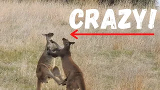 Two Huge Kangaroos Fight In The Australian Outback