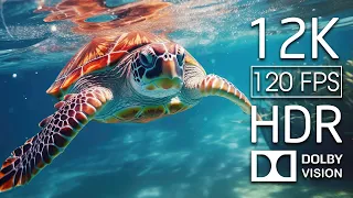 Dolby Vision 12K HDR 120fps Turtle - Undersea Nature Relaxation Video With Soothing Piano Melody