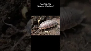 SCP-074 | Quantum Woodlouse (SCP Library)