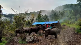 Rural life of simple the Nepali Himalayan village life || Daily Routine of Nepali village lifestyle