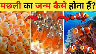 मछली का जीवन चक्र| Fish Life Cycle Video | Life Cycle Of Fish In Hindi | Machli Kaise Paida Hota Hai