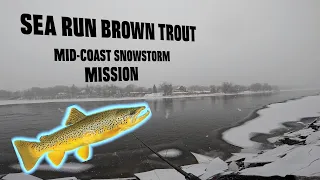 Stream Fishing for Sea Run Brown Trout (Episode 2)