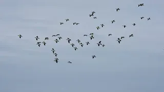 大型白颊黑雁降落现场 Barnacle Geese Landing