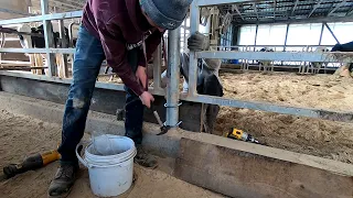 Raising Curbs & Feeding Cows