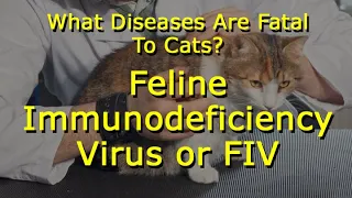 What Diseases Are Fatal To Cats: Feline Immunodeficiency Virus or FIV