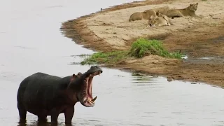 Lions vs hippopotamus