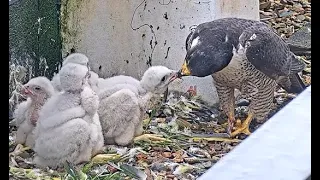 QHS Peregrines - Morning feeding 22/05/24