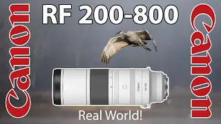 Canon RF 200-800 Real World Bird Photography with R6 Mark II & R7 Cameras!  Sandhill Cranes & More!