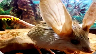 Long Eared Jerboa!  Top 21 Lesser Egyptian Jerboa The Mickey Mouse of the desert#21