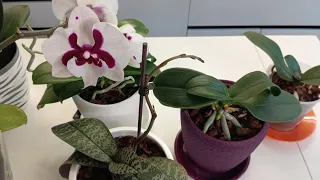 Орхидея загнется в керамике?😱 Will an orchid die in a ceramic pot?