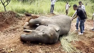 Wild elephant killed by speeding train in India