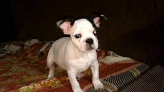 Щенок Французского бульдога лает на камеру / The puppy of the French Bulldog barks at the camera