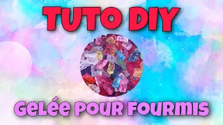 TUTO GELÉE POUR FOURMIS + NOURRISSAGE DES COLONIES EN BONUS