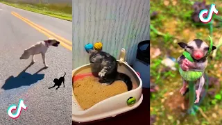 Funny and super cute pets on TikTok #28