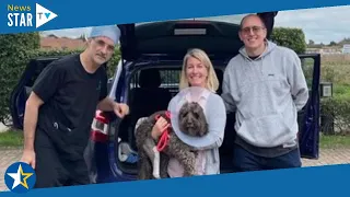 Supervet Noel Fitzpatrick reunites seven dogs with their owners in just one day