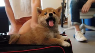 (ENG Sub) Reactions when I bring my Shiba Inu Puppy at Work