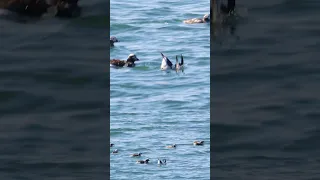 Secretive Long-tailed Ducks: Where Do They Vanish?長尾鴨捉迷藏 #duck #鸭