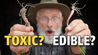 How To Identify Wild Onions - But 🤢 BE CAREFUL! 🤢