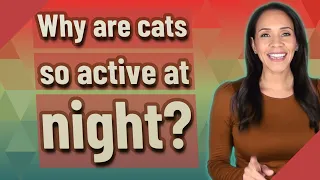 Why are cats so active at night?