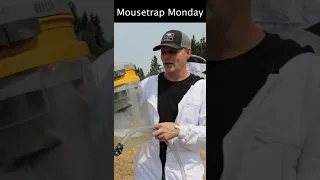 Sucking Up A Yellowjacket Nest With A Vacuum. Mousetrap Monday Short.