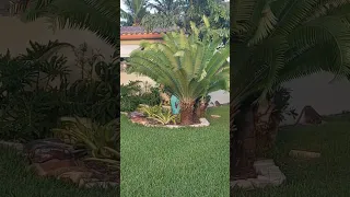 landscape Design ideas - Beautiful palm trees