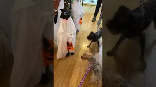 Dog SCARED of Halloween Decorations #shorts