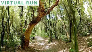 Virtual Run Forest | Virtual Running Videos | POV Running Video 25 Minutes 4K 60