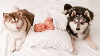 Our Dogs Meet Our Newborn!