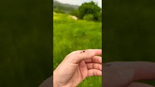 #Ladybug flying on my hand