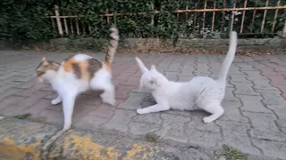 Angry White Cat Attacks Anything That Moves.