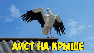 Аист на крыше