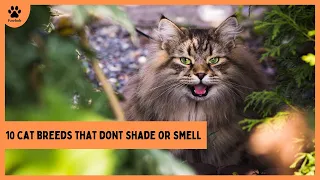 10 Cat Breeds That Don't Shade or Smell/ All Cats