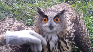 Rencontre avec un hibou Grand Duc dans la forêt