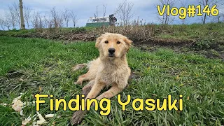 Finding Yasuki 🐶🥰 Vlog #146