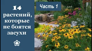 ❀ 14 красивых растений, которые не боятся засухи. Часть 1