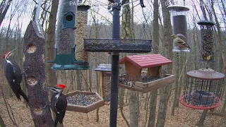 Pileated woodpecker male & female side by side.